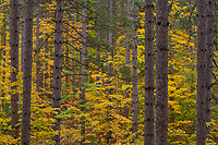 Autumn Forest, Foggy Bogs and Lake Superior Shoreline, Porcupine Mountains Wilderness State Park and Environs, Michigan